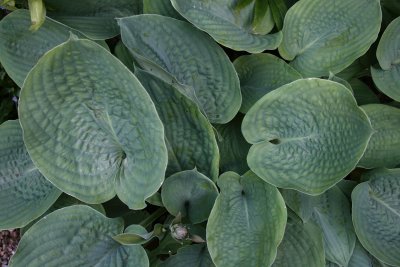 Hosta sieboldiana var. elegans
