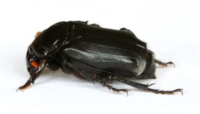 Nicrophorus humator