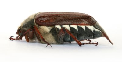 Cockchafer