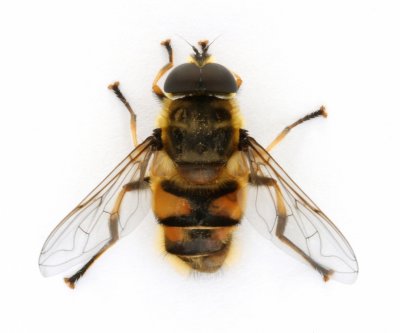 Myathropa florea