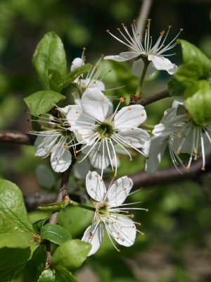 Prunus spinosa