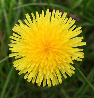 Dandelion