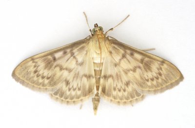 1405 Pleuroptya ruralis