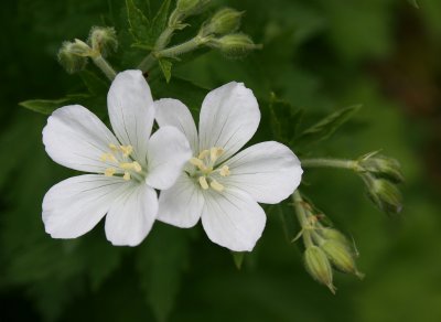 Geranium sylvaticum 'Album'