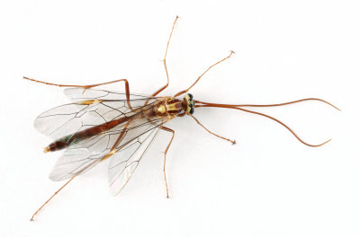Ophion obscuratus