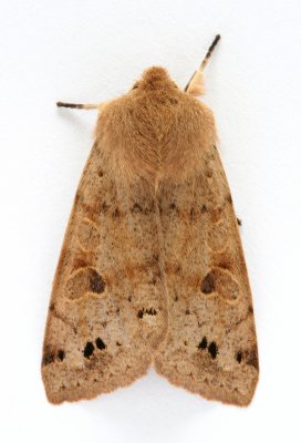 2189 Twin-spotted Quaker