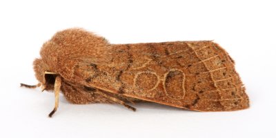 2187 Common Quaker