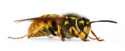 German Wasp (Queen)