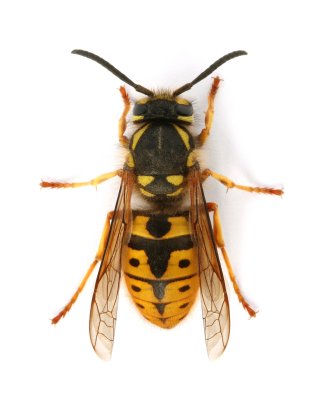 German Wasp (Queen)
