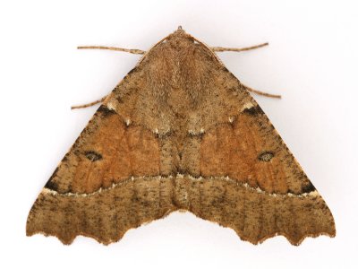 1920 Scalloped Hazel