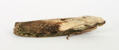 1428 Aphomia sociella
