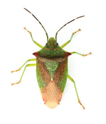 Hawthorn Shieldbug