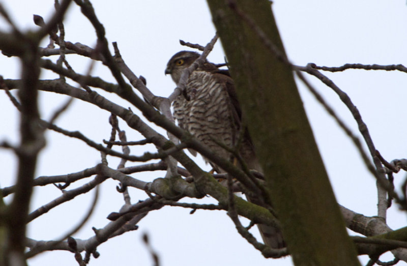 Sperwervrouwtje op de loer. - Accipiter Nisus