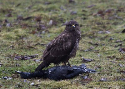 Buizerd versus aalscholver