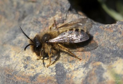 Andrena flavipes  -  Grasbij (m)