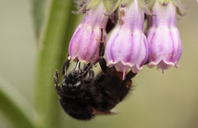 Steenhommel - Bombus lapidarius