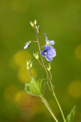 Veronica chamaedrys - Gewone ereprijs