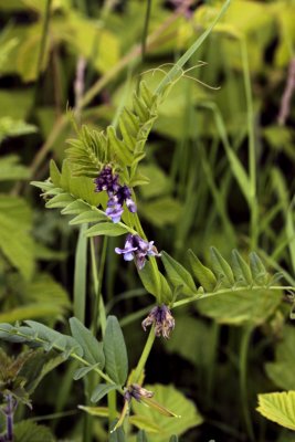 Heggenwikke - Vicia sepium