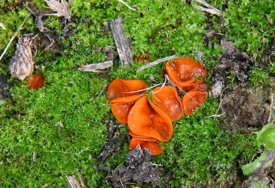  Grote oranje bekerzwam - Aleuria aurantia