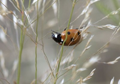 Zevenstippelig lieveheersbeestje - Coccinella septempunctata