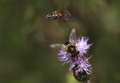 Puntbijvlieg - Eristalis nemorum