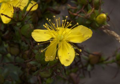 Sint-janskruid - Hypericum perforatum
