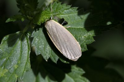 Glad beertje - Eilema griseola