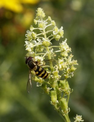 Kleine bandzwever - Syrphus vitripennis