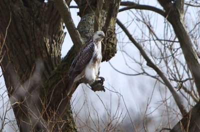 Buizerd - Buteo buteo