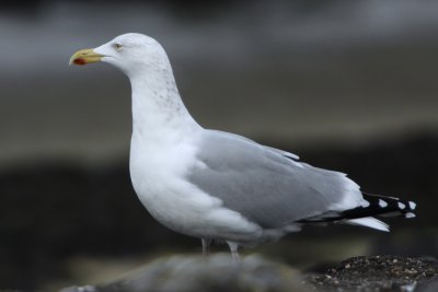 Zilvermeeuw - Larus argentatus