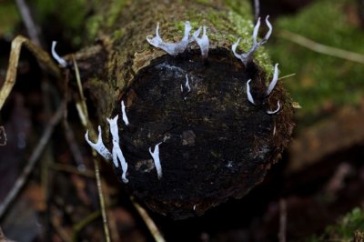 Geweizwammetje  - Xylaria hypoxylon