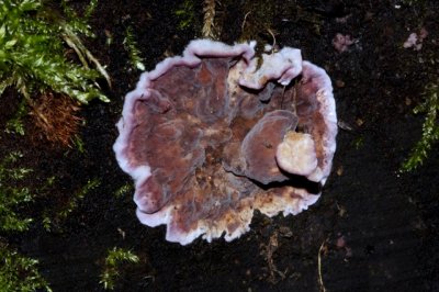Paarse korstzwam  - Chondrostereum purpureum