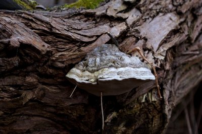 Echte tonderzwam - Fomes fomentarius