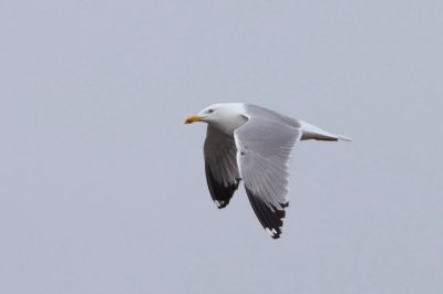 GEELPOOTMEEUW - LARUS MICHAHELLIS