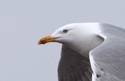 geelpootmeeuw op Zenne