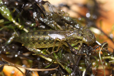 libellarve7902.jpg