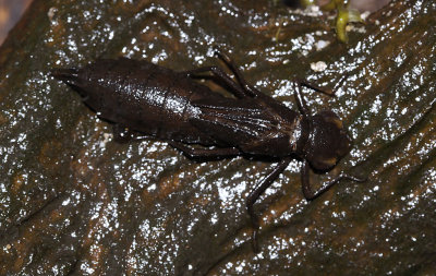 libellarve8330.jpg