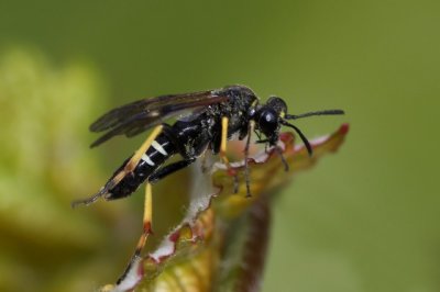 Cephus pygmeus - Graanhalmwesp?