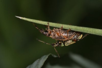 Groene Bladsnuitkever - Phyllobius pomaceus