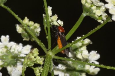 Athalia rosae