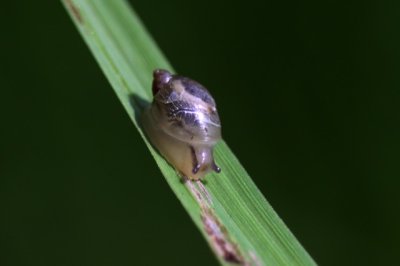 Barnsteenslakje - Succinea putris