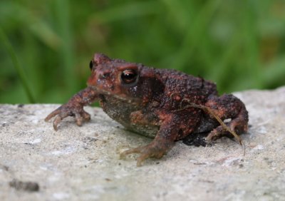 Gewone pad (Bufo bufo)