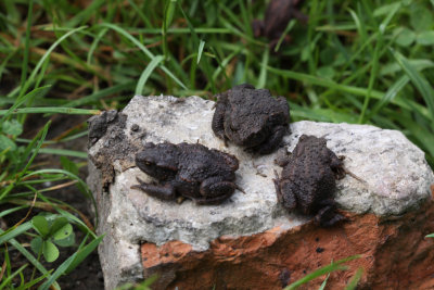 Gewone pad (Bufo bufo)