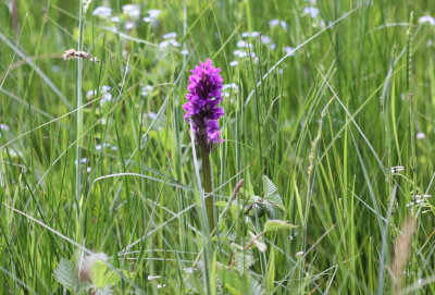 Brede orchis - Dactylorhiza majalis