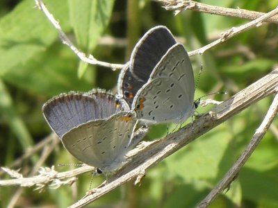 Eastern Tailed Blue M - FM