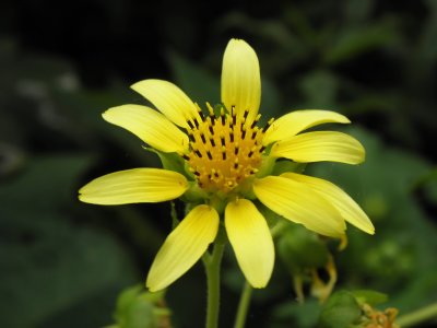 Herbaceous, yellow-red flowers