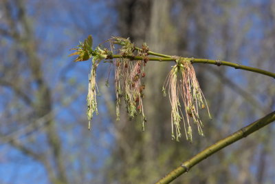 Box Elder Tree, male flowers