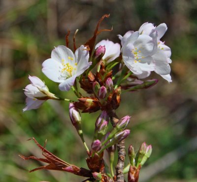 Prunus sp., Yoshino Cherry?