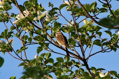 Chipping Sparrow in Dogwood