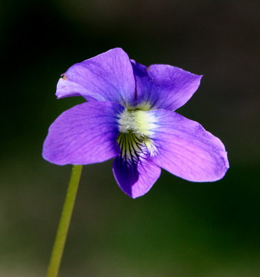 Herbaceous, blue-purple flowers